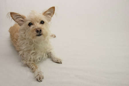 small terrier dogの写真素材