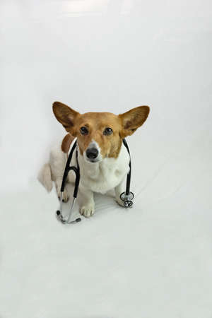 Brown and White Corgi with glasses and black stethoscopeの写真素材