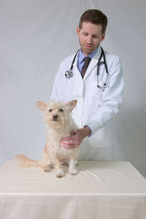 Veterinarian examining small terrierの写真素材