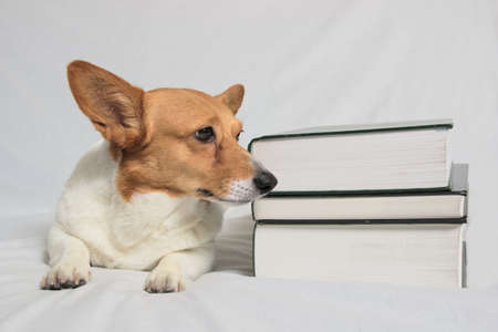 Inquisitive Corgi sitting next to textbooksの写真素材