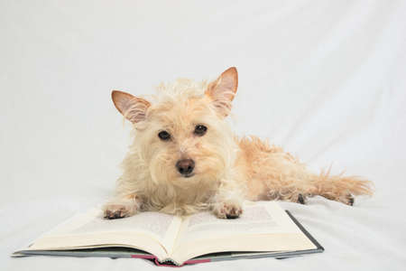 Terrier with paws on open book looking down at bookの写真素材