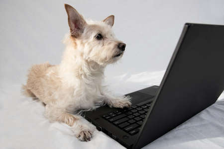 Tan terrier looking at laptop computer screenの写真素材