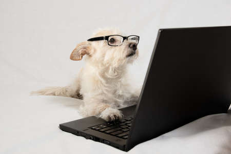 Terrier wearing glasses and working at laptopの写真素材