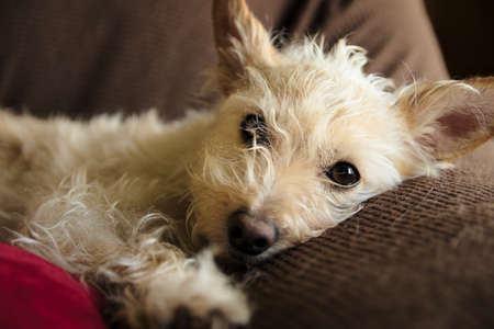 Close-up of tan terrier with wispy furの写真素材