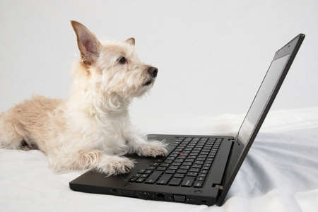 Tan terrier with paws on laptop gazing at screenの写真素材