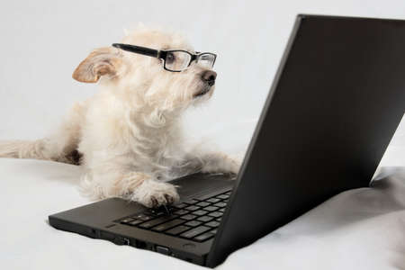 Light brown terrier with glasses looking at laptopの写真素材