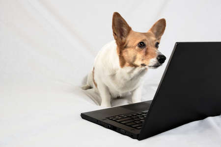 Brown and white corgi looking at laptop screenの写真素材