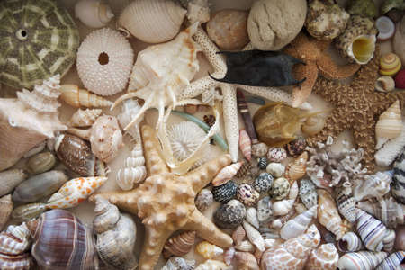 Seashells, starfish, and sharks teeth collageの写真素材
