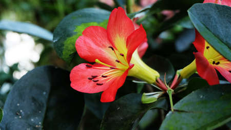 Red flowersの写真素材