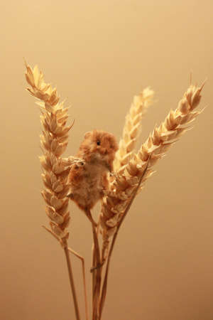 The mouse is climbing on the grains の写真素材
