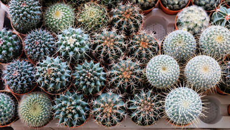 Cactus farm の写真素材