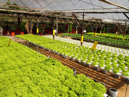 Hydroponic farm  の写真素材