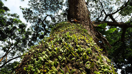 Small plant on tree trunk in tropical forestの写真素材
