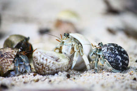 Hermit crabs on the beachの写真素材