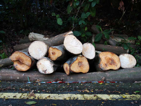 Tree logs on the ground