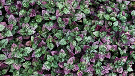 Red Flame Ivy