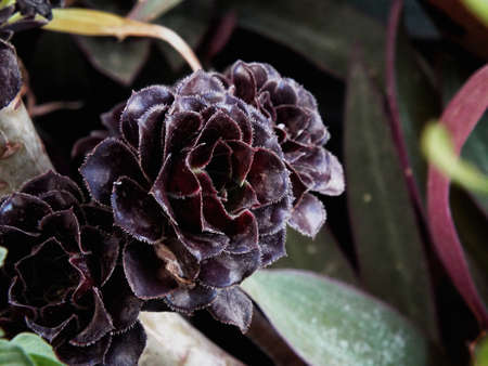 Beautiful Red Dahliaの写真素材