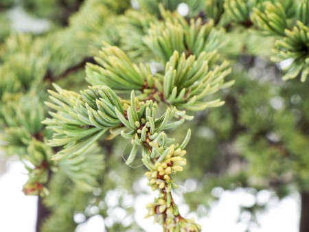 Pine branches covered Snowの写真素材