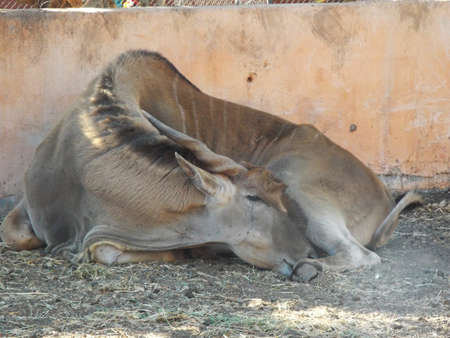 Eland in Dream village, Moroccoの写真素材
