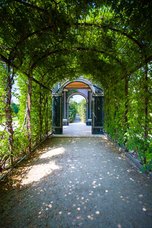 Walkway under a green natural tunnelの写真素材