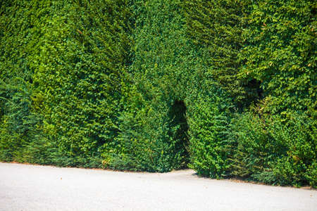 Walkway trough a green natural wall of treesの写真素材