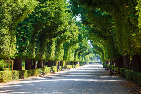 Walkway under a green natural tunnelの写真素材