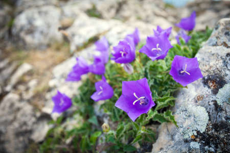 Purple bell flowers on rockの写真素材