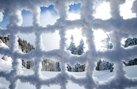 Pine forest covered in snow seen trough a frozen fence on winter seasonの写真素材