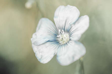 Beautiful flax flower  on meadowの写真素材