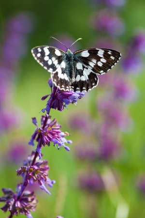Butterfly (Tirumala hamata orientalis) on a violet wild flowerの写真素材