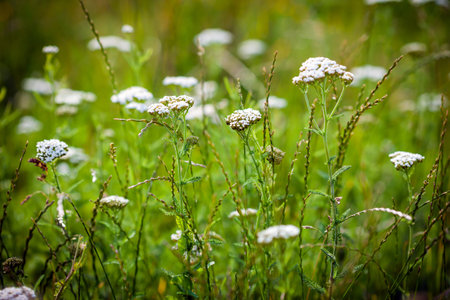 Achillea millefolium (yarrow) white wild flower on green meadowの写真素材