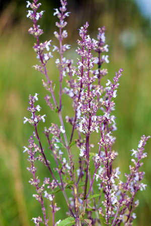Wild pink spring flowers on green meadow