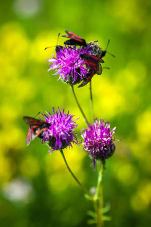 Red butterfly on pinlk Thistle (Carduus Defloratus) on green meadowの写真素材