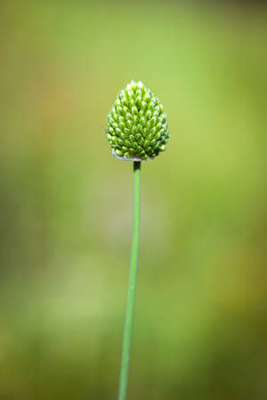Thistle flower budの写真素材