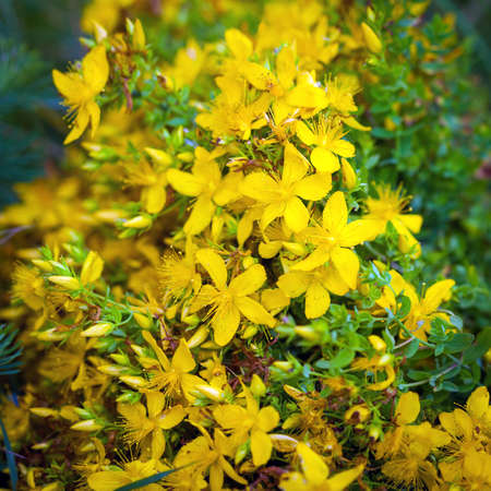Green grashopper on yellow St Johns flowersの写真素材