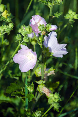 Closeup of pink Hollyhock flowers on green meadow