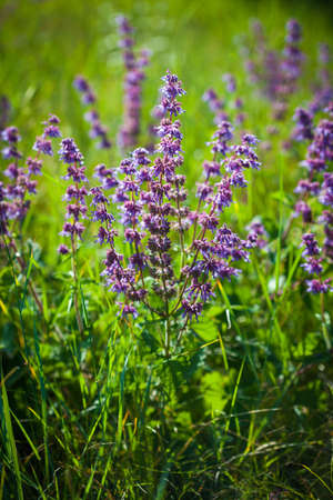 Wild violet flower on green meadowの写真素材