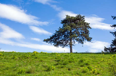 Pheasant\'s eye beautiful spring yellow flowers (Adonis vernalis) on a hill with pine tree on backgroundの写真素材