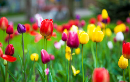 Colorful tulips in the parkの写真素材