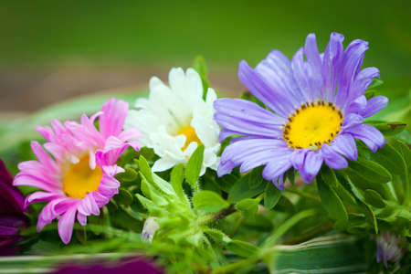 Close-up of bright colorful garden Chrysanthemum flowers