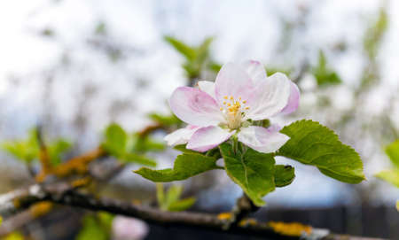 Blooming white apple tree with shallow depth of fieldの写真素材