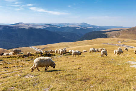 Flock of sheeps eating grass on top of the mountain in Romaniaの写真素材
