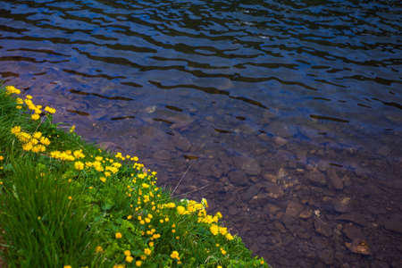 Dandelion flowers on a shore of a lake with clear waterの写真素材