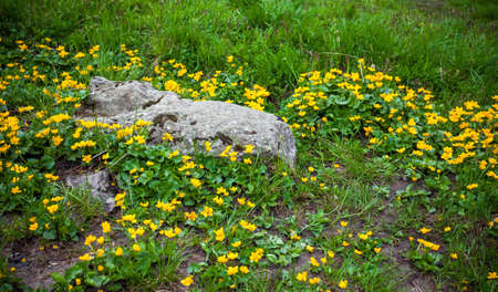 Wild flowers on rock in Fagaras mountain, Romaniaの写真素材
