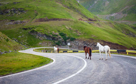 White and brown horses walking on Transfagarasan highway in Romaniaの写真素材