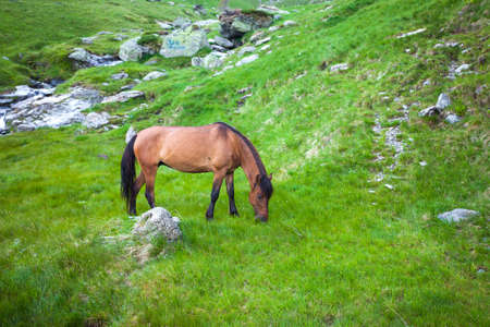 Wild brown horse feeding on Fagaras mountainの写真素材