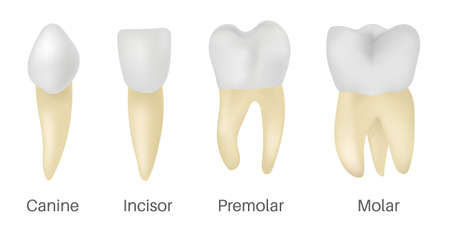 The 4 Types of Teethのイラスト素材
