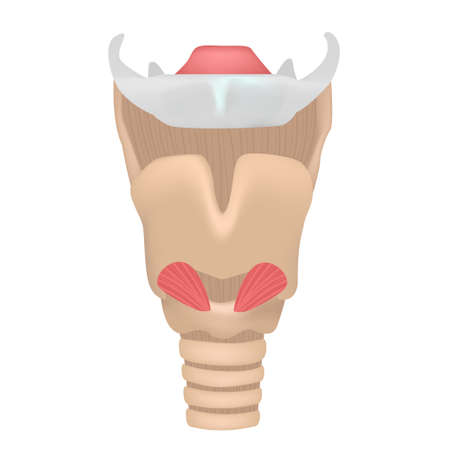 larynx of anatomyのイラスト素材