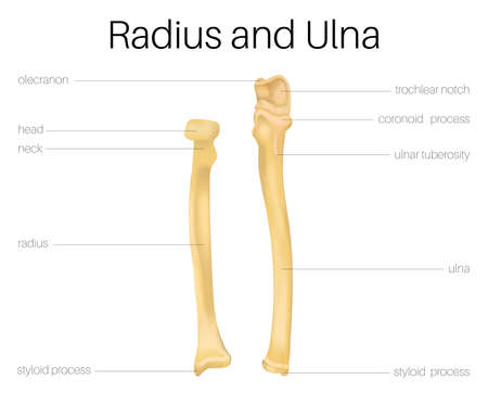 Radius and Ulnaのイラスト素材