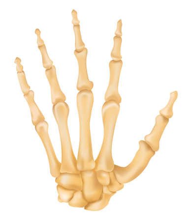 à¹hand bone anatomyのイラスト素材
